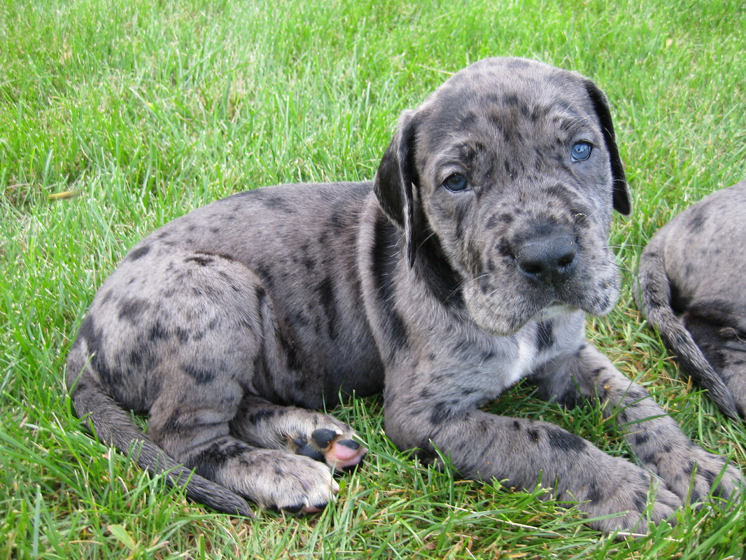 √√ Great Dane Puppies South Dakota USA - Buy Puppy In Your Area