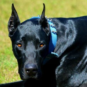 Doberdane (Great Dane and Doberman Mix)