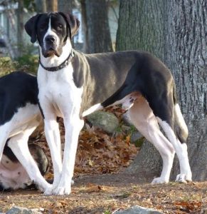 Saint Bernard Harlequin Dane Mix 10 Saint Bernard Mixes: Your Saintly Shadow & Steadfast Sidekick!